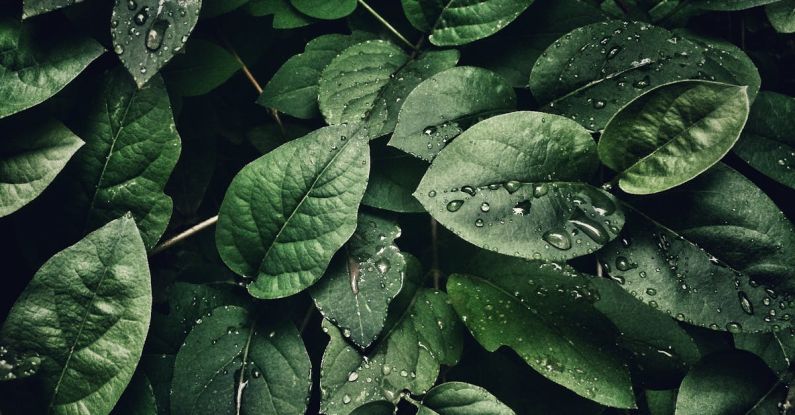 Plants - Close-Up Photography of Leaves With Droplets