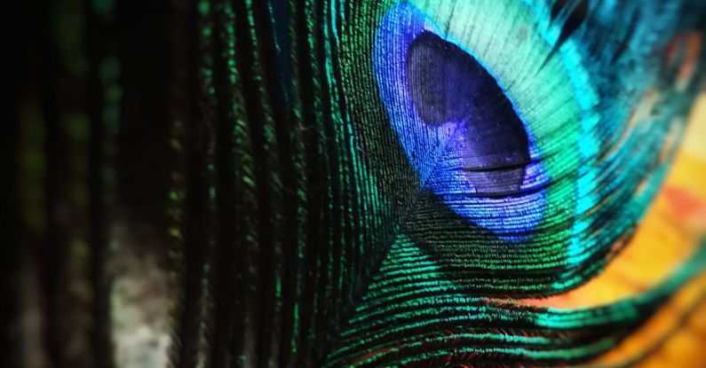 Color - Green and Blue Peacock Feather