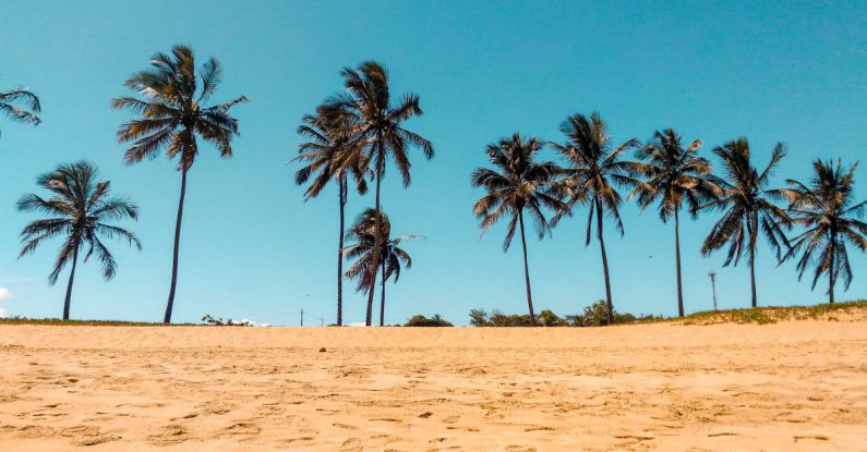 Outdoor Oasis - Coconut Trees on Brown Sand