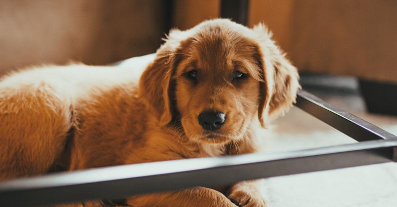 Eco-Friendly Flooring - Golden Retriever Puppy Lying on the Floor