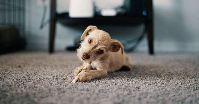 Carpet - Photo of Puppy Lying on Carpet